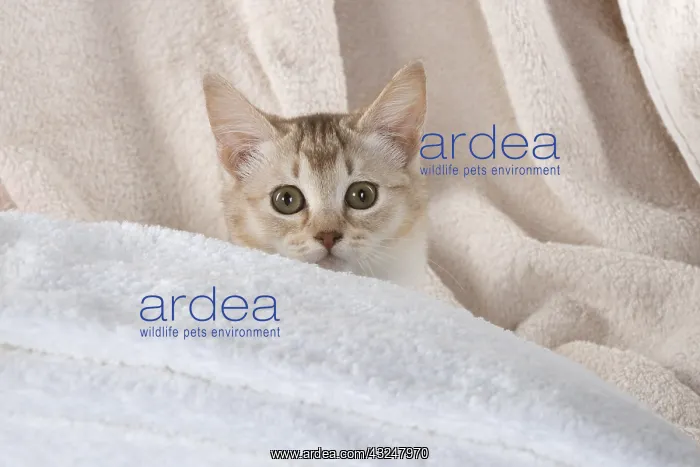 : CAT.Caramel silver Burmilla in coloured towels : CAT.Caramel silver Burmilla in coloured towels