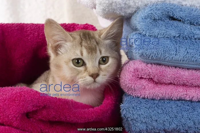 : CAT.Caramel silver Burmilla in coloured towels : CAT.Caramel silver Burmilla in coloured towels
