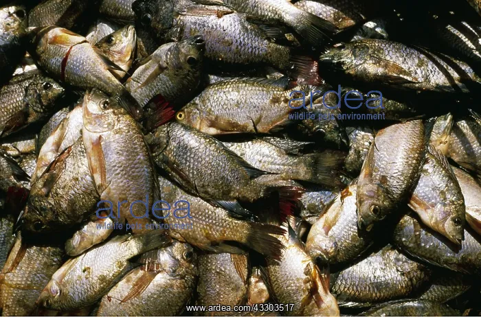: CATCH OF TILAPIA FISH : CATCH OF TILAPIA FISH