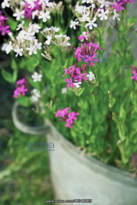 : Catchfly, Silene armeria : Catchfly, Silene armeria
