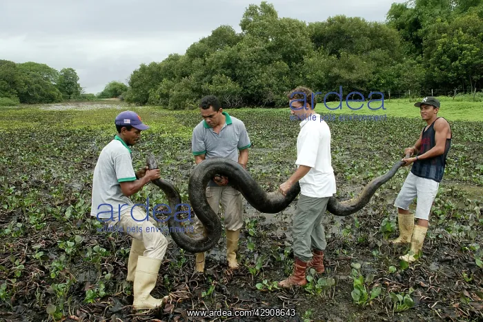 : Catching a Green ANACONDA in the : Catching a Green ANACONDA in the