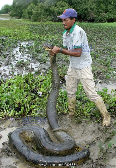 : Catching a Green ANACONDA - in the : Catching a Green ANACONDA - in the