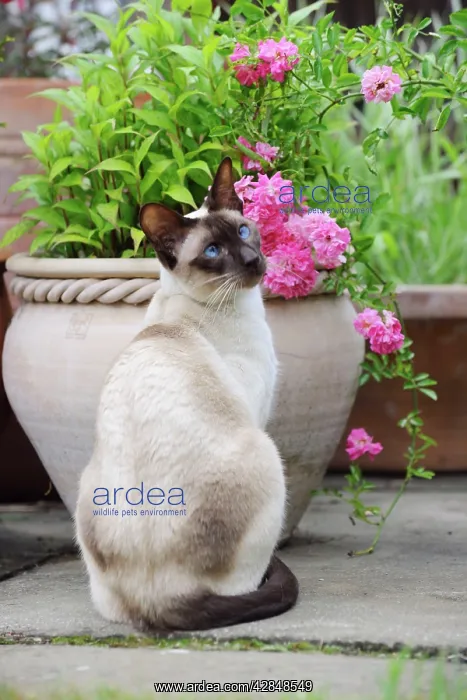 : CAT.Chocolate point siamese cat sitting in front : CAT.Chocolate point siamese cat sitting in front