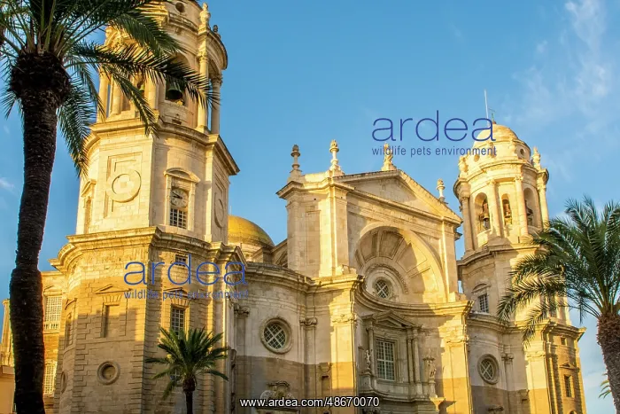 : Catedral de la Santa Cruz (Cathedral of the Holy Cross) : Catedral de la Santa Cruz (Cathedral of the Holy Cross)