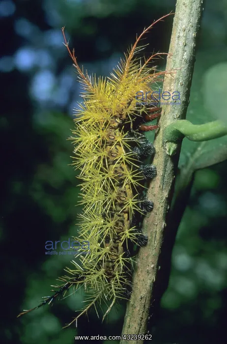 : Catepillar, unknown species, Iguacu Falls : Catepillar, unknown species, Iguacu Falls