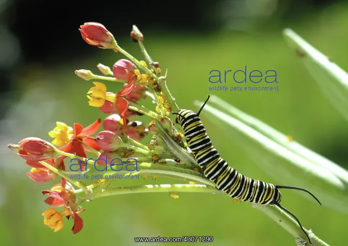 : Caterpillar : Caterpillar