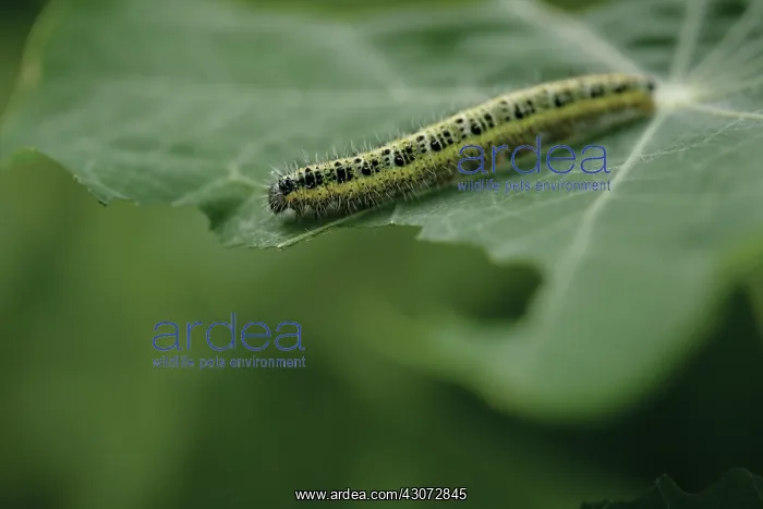 : Caterpillar : Caterpillar