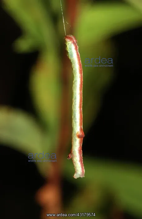 : Caterpillar : Caterpillar