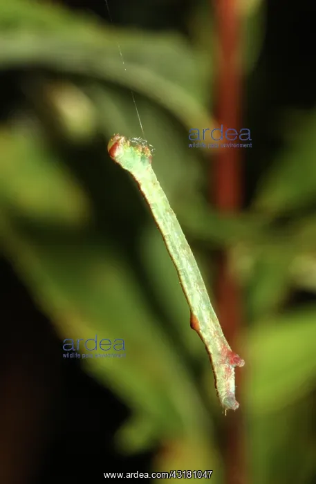  : Caterpillar