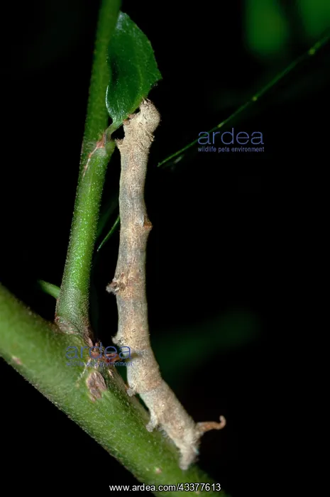 : Caterpillar : Caterpillar