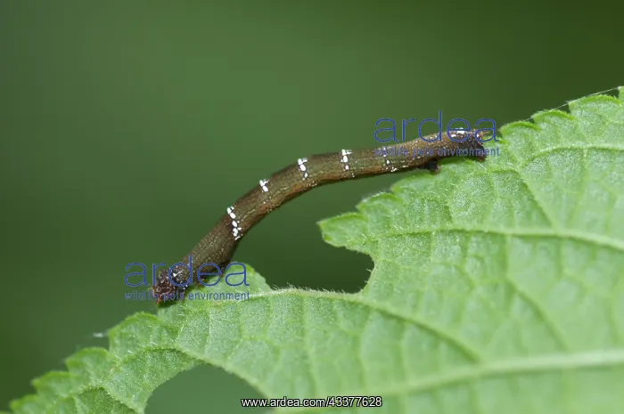 : Caterpillar : Caterpillar