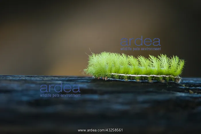 : Caterpillar of Automeris (Automeris sp), Costa Rica : Caterpillar of Automeris (Automeris sp), Costa Rica