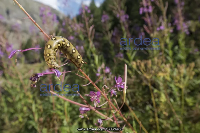 : Caterpillar of bedstraw hawk-moth or galium sphinx : Caterpillar of bedstraw hawk-moth or galium sphinx