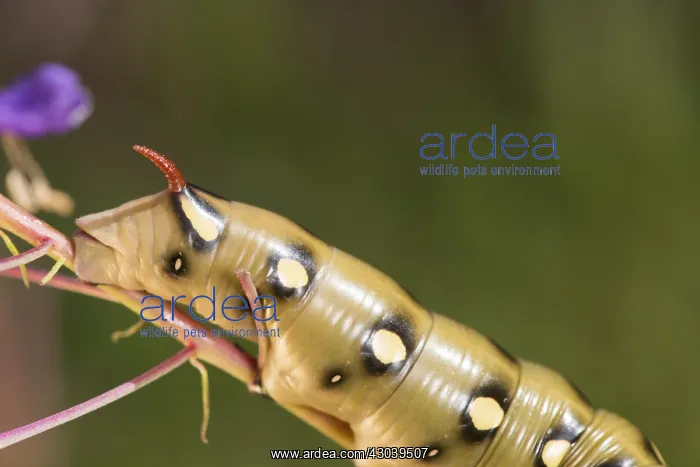 : Caterpillar of bedstraw hawk-moth or galium sphinx : Caterpillar of bedstraw hawk-moth or galium sphinx