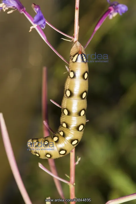 : Caterpillar of bedstraw hawk-moth or galium sphinx : Caterpillar of bedstraw hawk-moth or galium sphinx