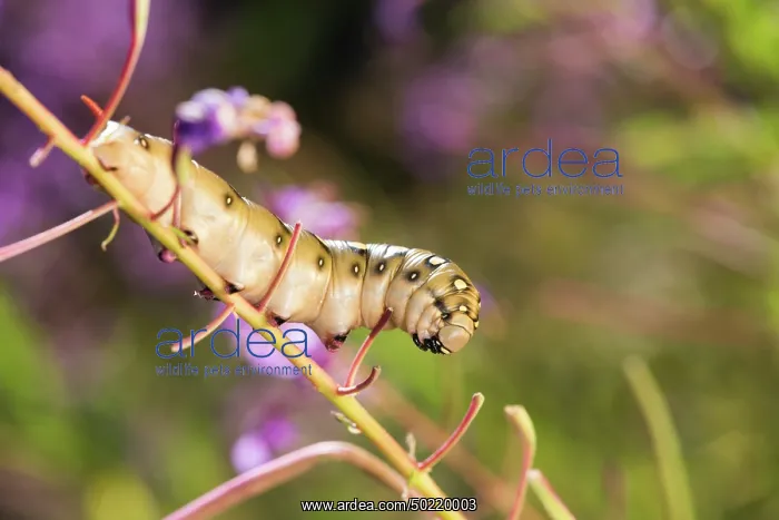 : Caterpillar of bedstraw hawk-moth or galium sphinx (Hyles gallii) eating flowers of host plant rosebay willowherb (Chamaenerion angustifolium), Valle dâAosta, Italy : Caterpillar of bedstraw hawk-moth or galium sphinx (Hyles gallii) eating flowers of host plant rosebay willowherb (Chamaenerion angustifolium), Valle dâAosta, Italy