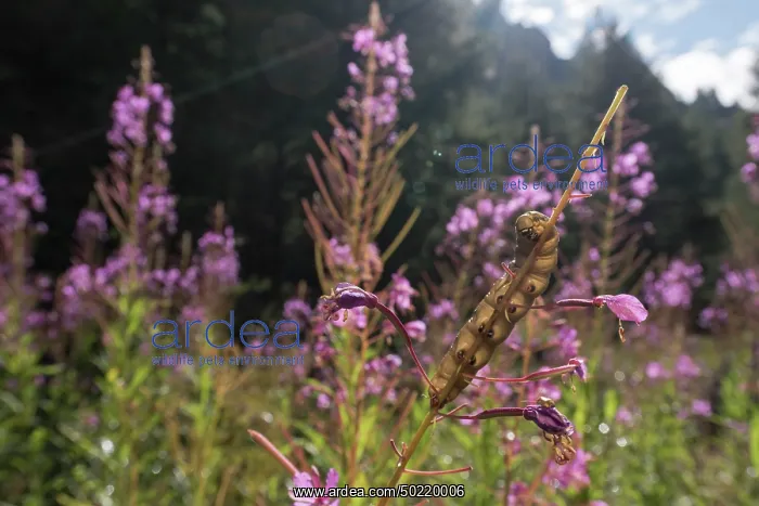 : Caterpillar of bedstraw hawk-moth or galium sphinx (Hyles gallii) in the middle of rosebay willowherb (Chamaenerion angustifolium), Valle dâAosta, Italy : Caterpillar of bedstraw hawk-moth or galium sphinx (Hyles gallii) in the middle of rosebay willowherb (Chamaenerion angustifolium), Valle dâAosta, Italy