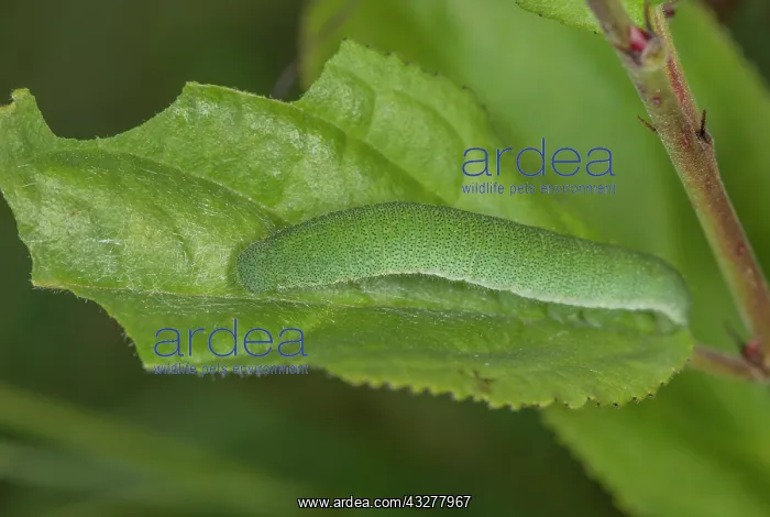 : Caterpillar of Brimstone butterfly, Gonepteryx rhamni : Caterpillar of Brimstone butterfly, Gonepteryx rhamni