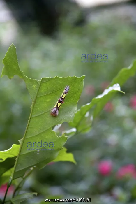 : Caterpillar at Butterfly Gardens, Costa Rica : Caterpillar at Butterfly Gardens, Costa Rica