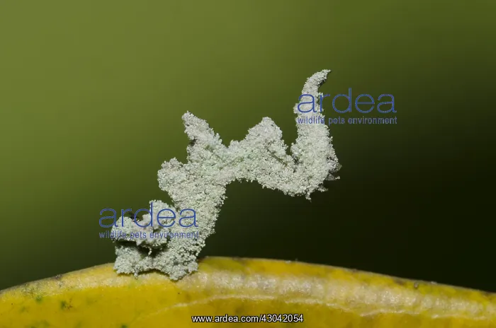 : Caterpillar - camouflaged with fine powder for protection : Caterpillar - camouflaged with fine powder for protection