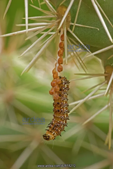 : Caterpillar of the Cholla Moth - on cholla cactus : Caterpillar of the Cholla Moth - on cholla cactus