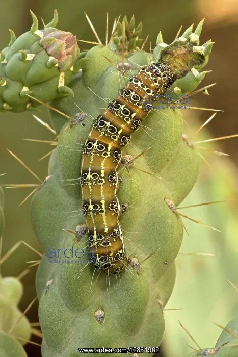 : Caterpillar of the Cholla Moth - on cholla cactus : Caterpillar of the Cholla Moth - on cholla cactus