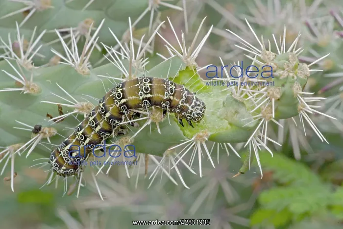 : Caterpillar of the Cholla Moth - on cholla cactus : Caterpillar of the Cholla Moth - on cholla cactus