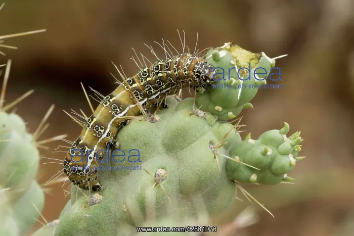 : Caterpillar of the Cholla Moth - on cholla cactus : Caterpillar of the Cholla Moth - on cholla cactus
