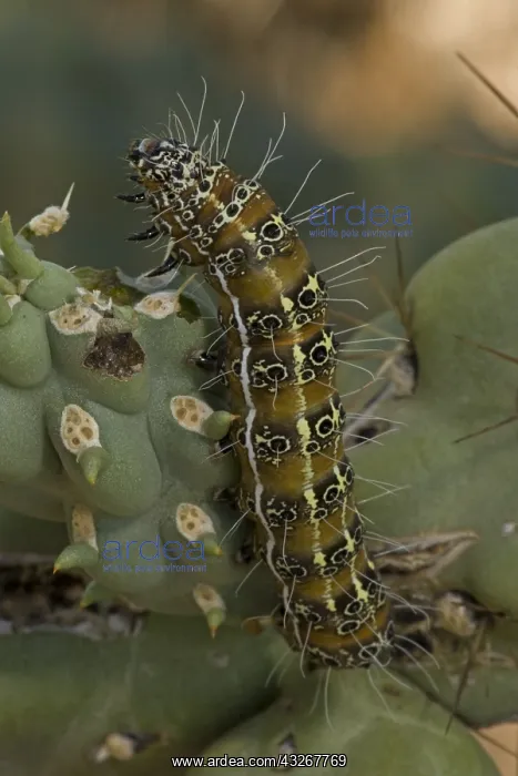 : Caterpillar of the Cholla Moth (Euscirrhopterus : Caterpillar of the Cholla Moth (Euscirrhopterus