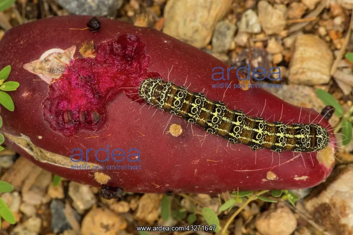: Caterpillar of the Cholla Moth Euscirrhopterus cosyra, eatin : Caterpillar of the Cholla Moth Euscirrhopterus cosyra, eatin