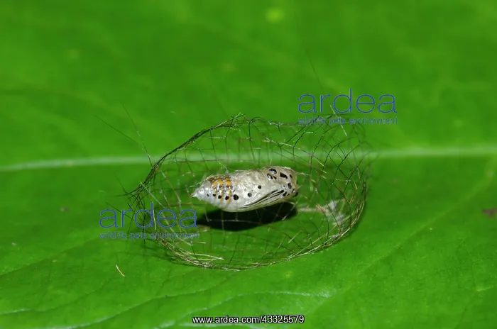: Caterpillar chrysalis - Inside newly constructed : Caterpillar chrysalis - Inside newly constructed
