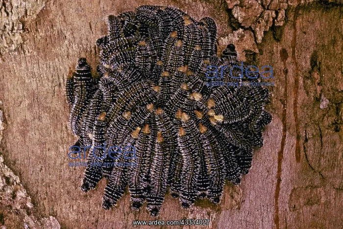  : Caterpillar Cluster
