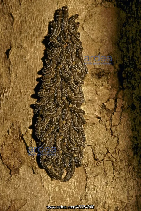 : Caterpillar Cluster : Caterpillar Cluster
