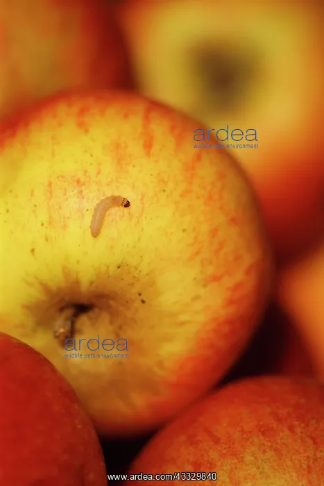 : Caterpillar of Codling moth (Cydia pomonella) feeding : Caterpillar of Codling moth (Cydia pomonella) feeding