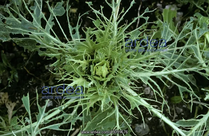 : Caterpillar Damage To Cabbage Plant : Caterpillar Damage To Cabbage Plant