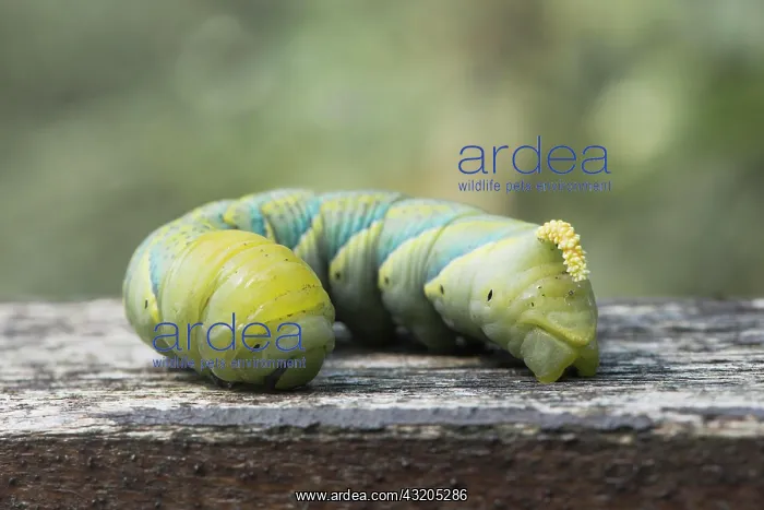 : Caterpillar of the Death's head hawkmoth (Acherontia : Caterpillar of the Death's head hawkmoth (Acherontia