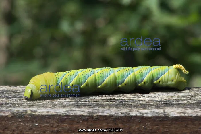 : Caterpillar of the Death's head hawkmoth (Acherontia : Caterpillar of the Death's head hawkmoth (Acherontia