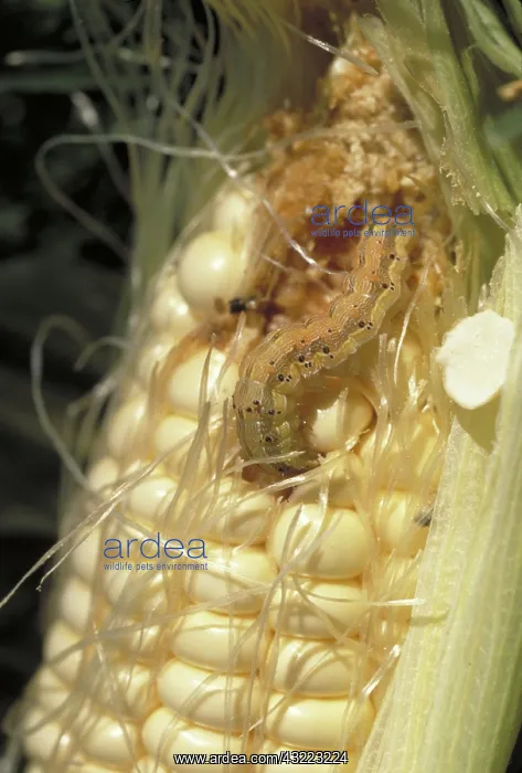 : Caterpillar Eats Corn Kernel : Caterpillar Eats Corn Kernel
