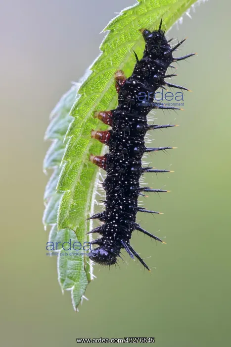 : Caterpillar of European peacock (Aglais io) on leaf : Caterpillar of European peacock (Aglais io) on leaf