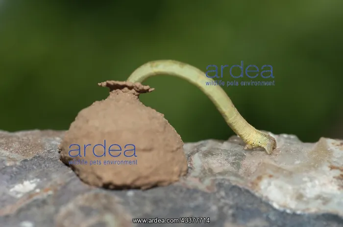 : Caterpillar exiting from wasp, nest : Caterpillar exiting from wasp, nest