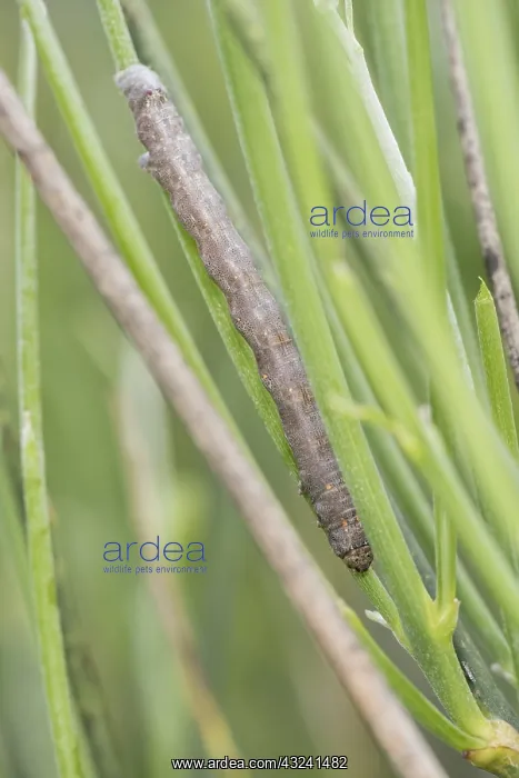 : Caterpillar of feathered thorn (Colotois pennaria) resti : Caterpillar of feathered thorn (Colotois pennaria) resti