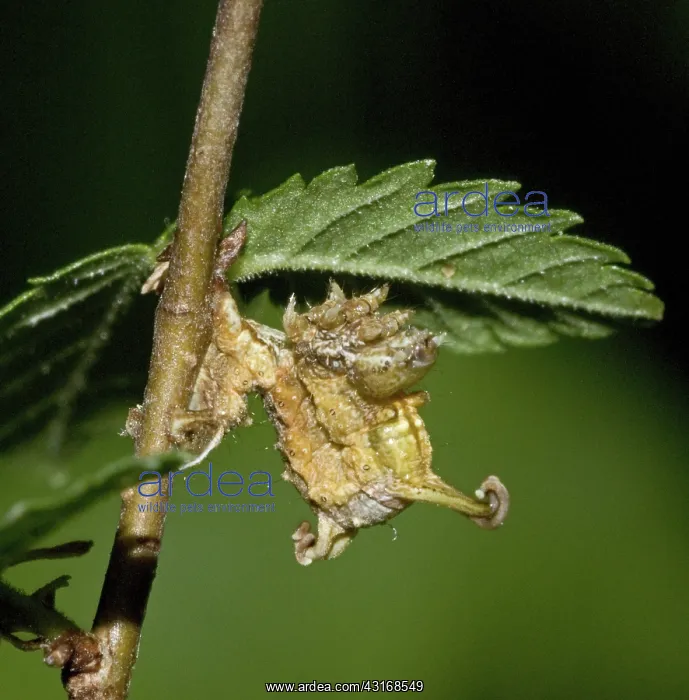 : Caterpillar of filament bearer looper moth : Caterpillar of filament bearer looper moth