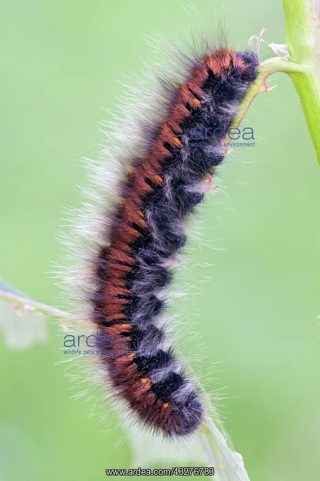 : Caterpillar of fox moth (Macrothylacia rubi) on : Caterpillar of fox moth (Macrothylacia rubi) on