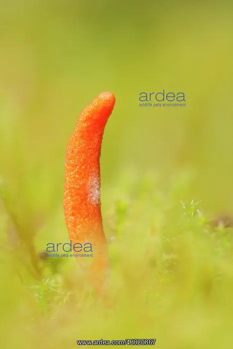 : Caterpillar Fungus : Caterpillar Fungus