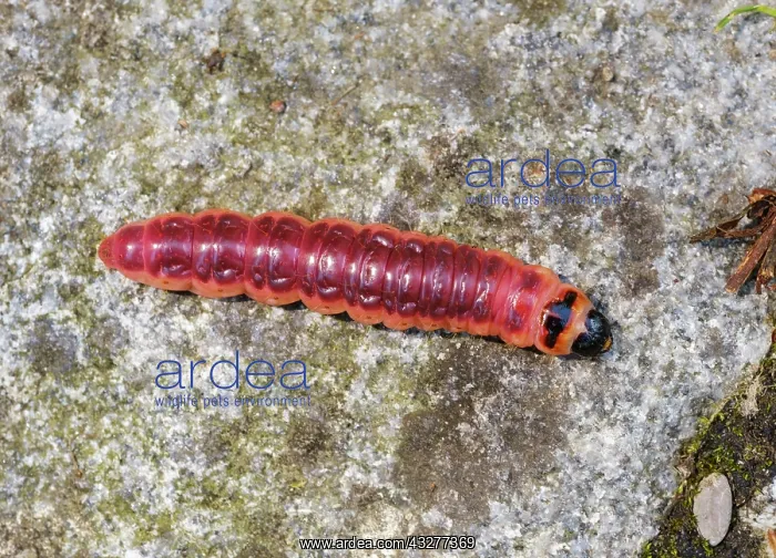 : Caterpillar from goat moth (Cossus cossus), Bavaria : Caterpillar from goat moth (Cossus cossus), Bavaria