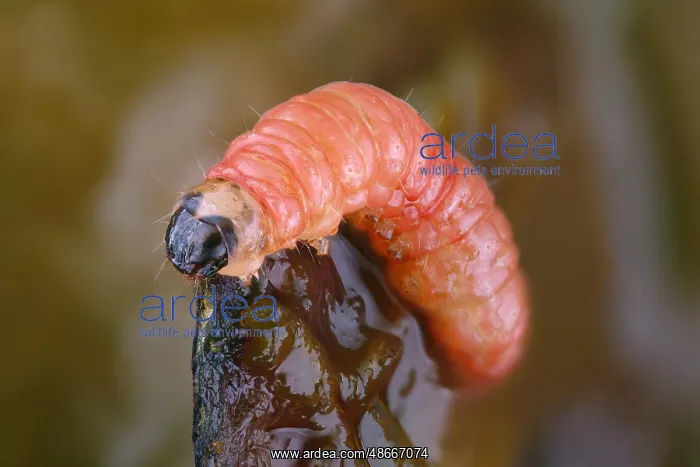 : Caterpillar of the Grapholita funebrana (Grapholita : Caterpillar of the Grapholita funebrana (Grapholita