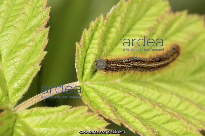 : Caterpillar of ground lackey (Malacosoma castrensis) walking on nurse plant, Piedmont, Italy : Caterpillar of ground lackey (Malacosoma castrensis) walking on nurse plant, Piedmont, Italy