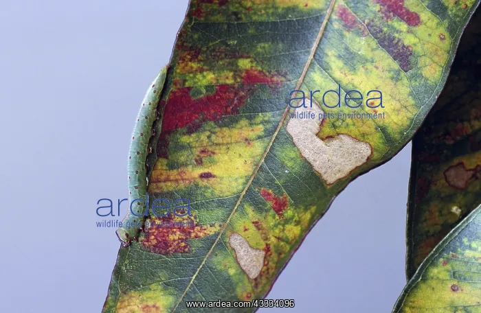 : Caterpillar on Gum Leaf : Caterpillar on Gum Leaf
