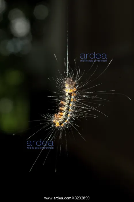 : Caterpillar hanging from silk thread showing prolegs : Caterpillar hanging from silk thread showing prolegs