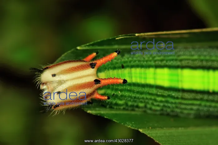 : caterpillar, head, Saturinae, Nymphalid butterfly : caterpillar, head, Saturinae, Nymphalid butterfly